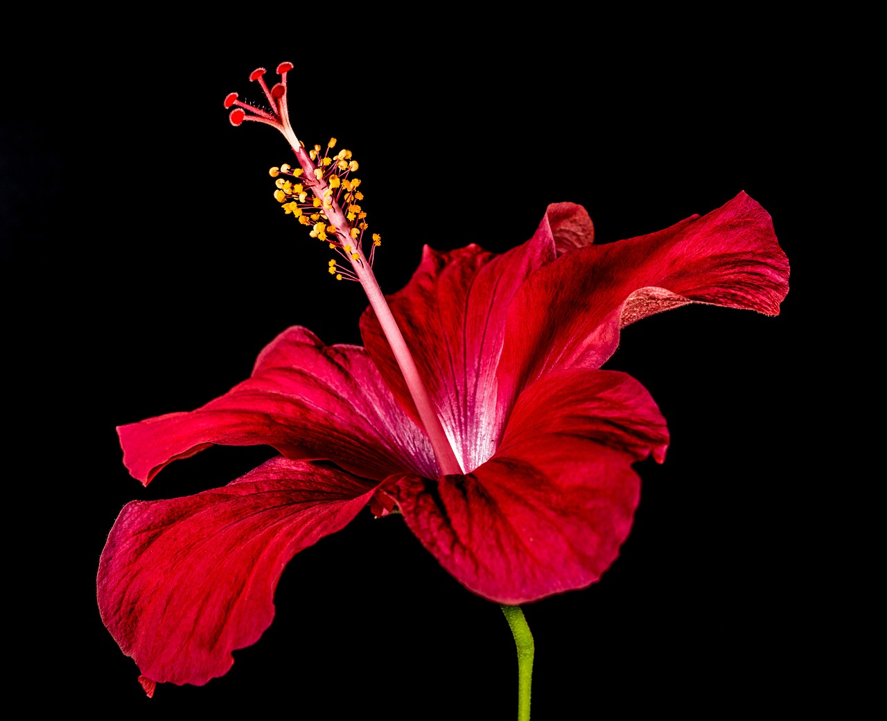 HIBISCUS TEA – hibiscus sabdariffa