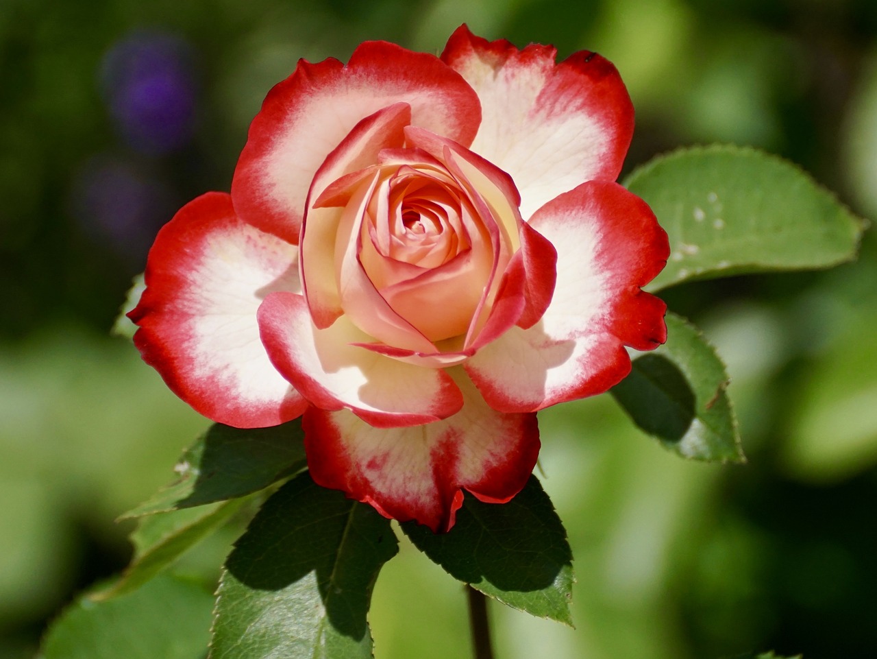 Rose Water