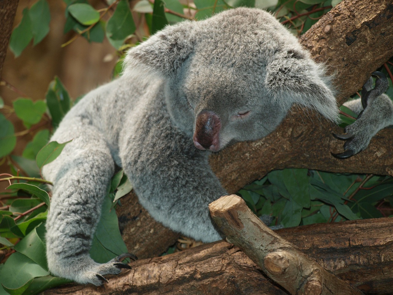 Battling to sleep? – Let Essential Oils Help