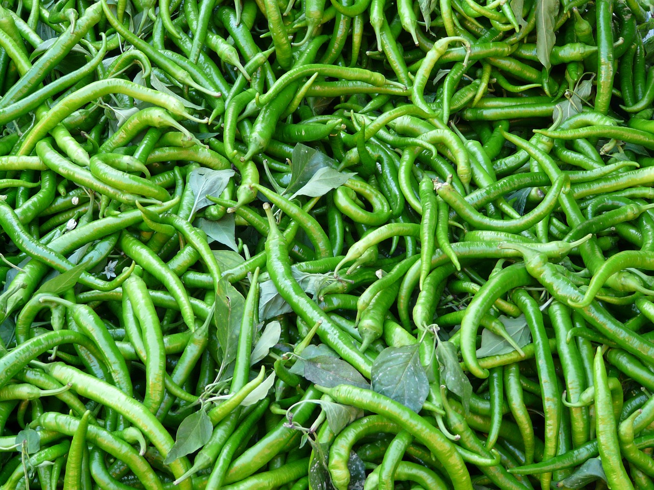 GREEN CHILIES – Zero calories