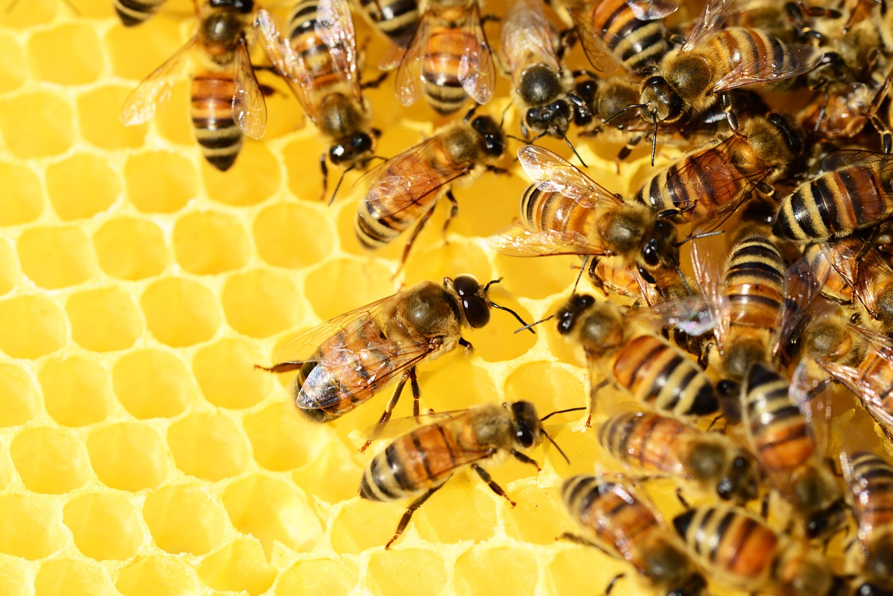 HONEY BEES – interesting facts