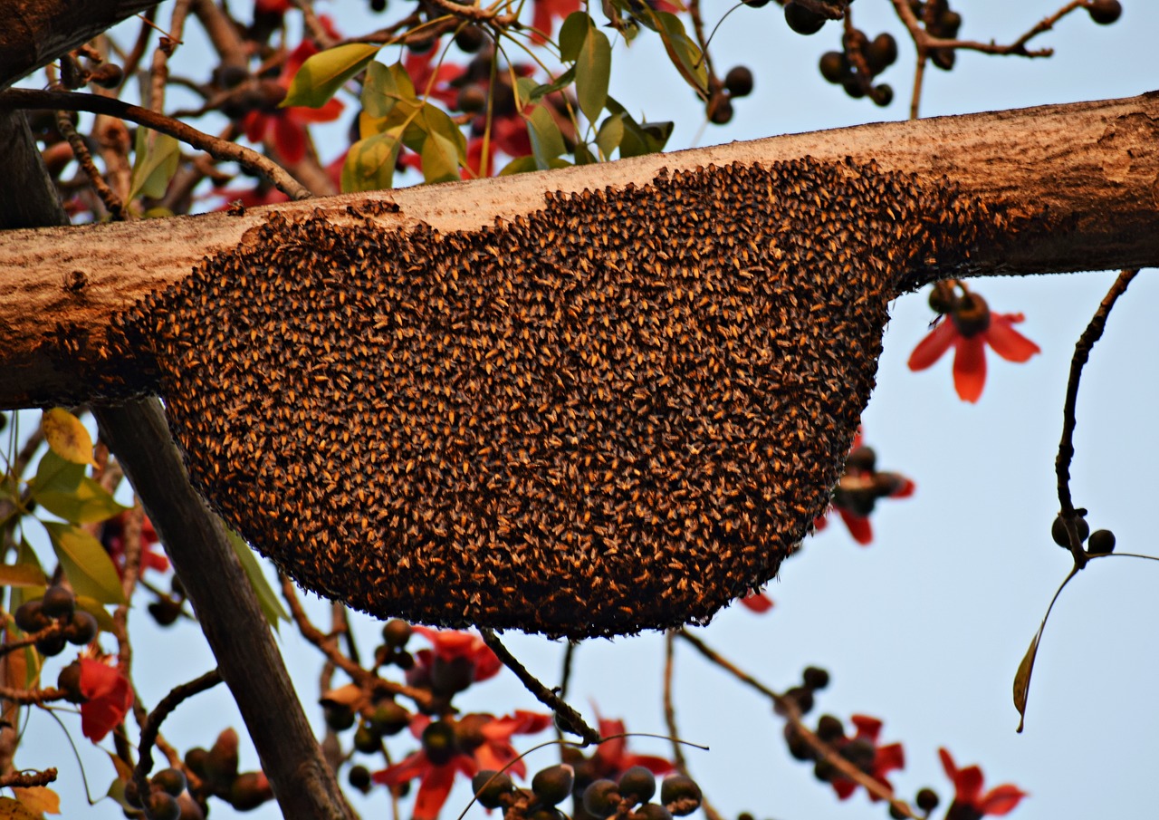 PROPOLIS – heals wounds and fights bacteria