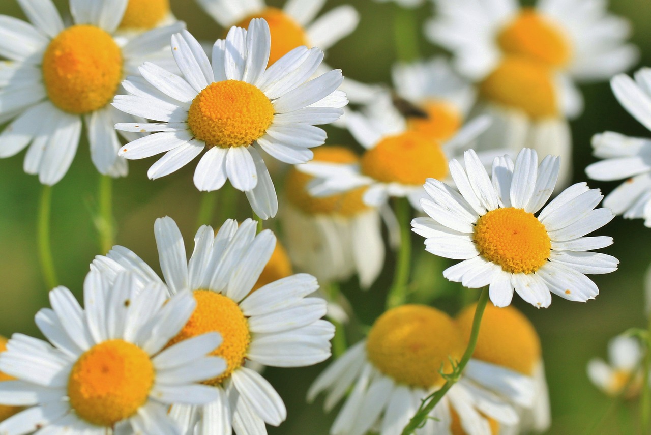 German and Roman Chamomile Essential Oils