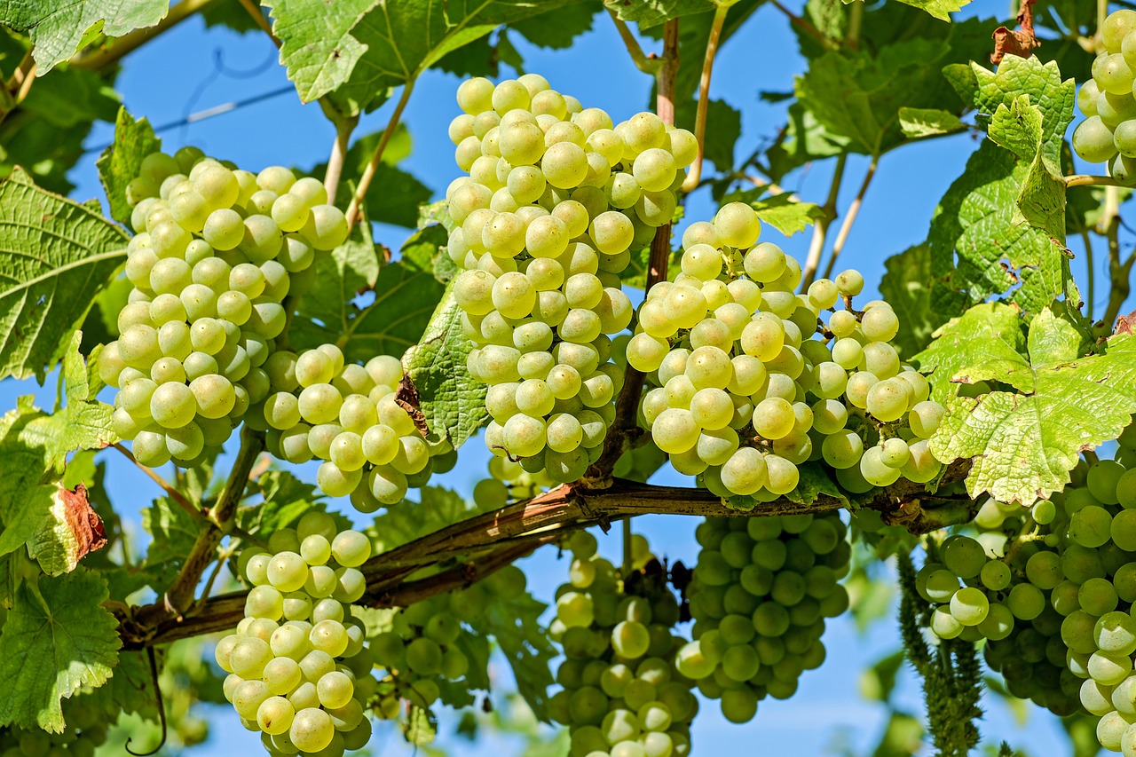 Grapeseed Oil and how it benefits your skin