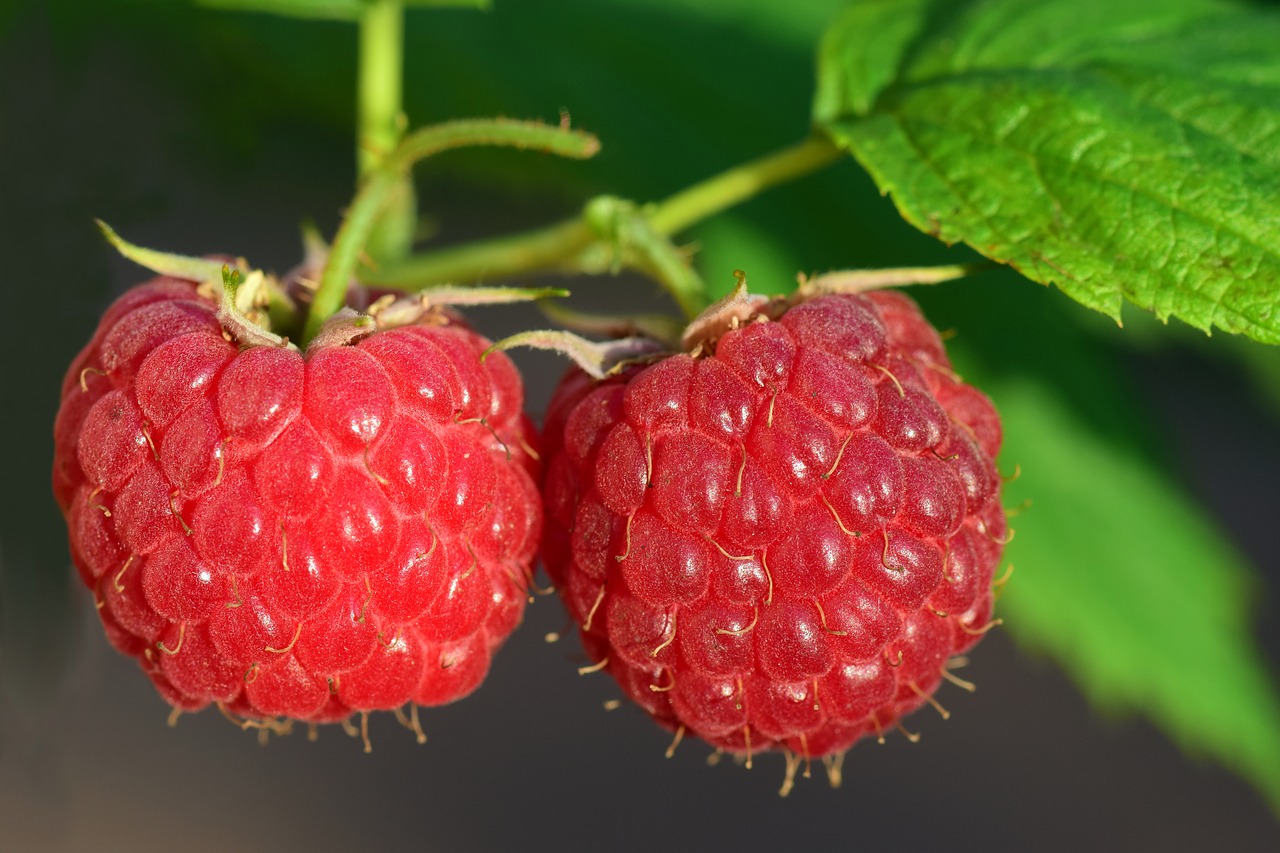 RASPBERRIES – and their benefits