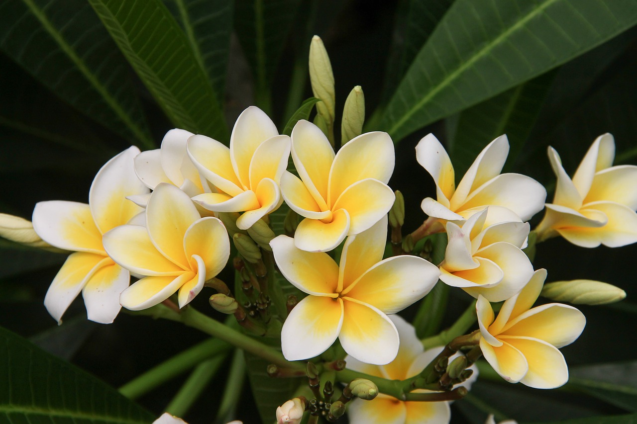 Frangipani Essential Oil – and its benefits