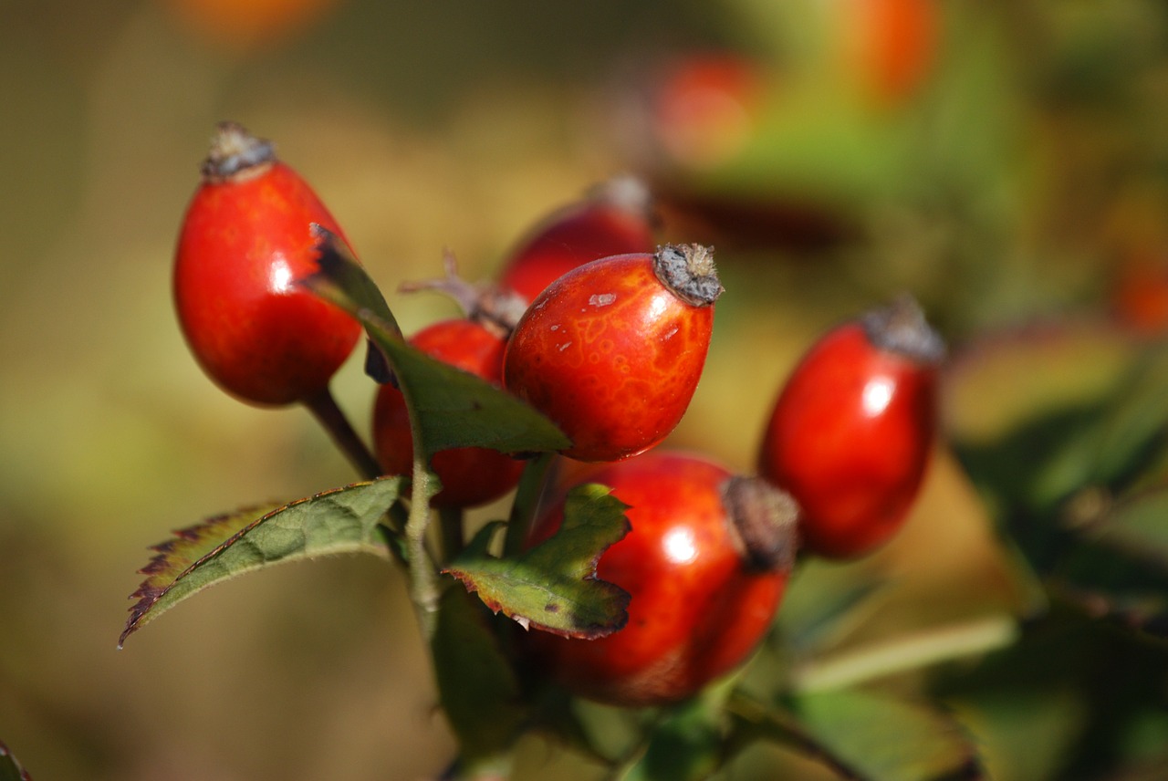 Amazing benefits of rosehip seed and rosehip oils