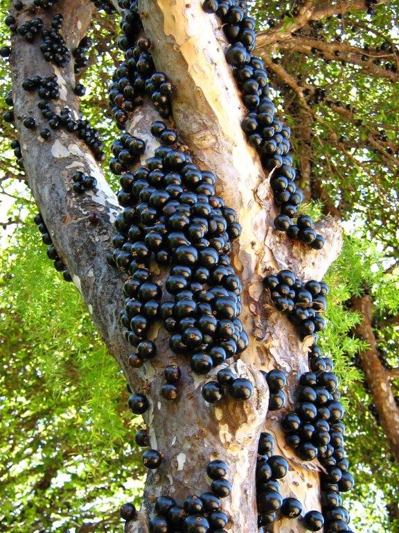Amazing benefits of the Jabuticaba fruit